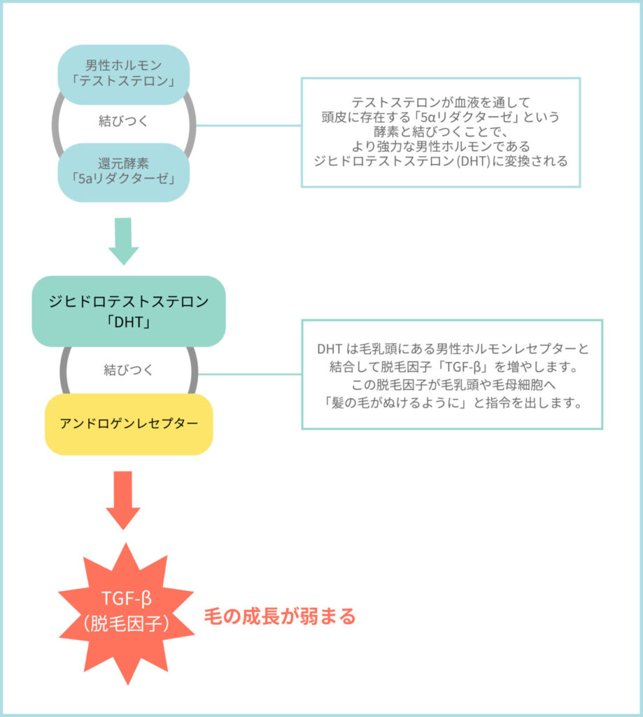 フィナステリドの作用